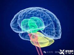 BrainBee腦科學(xué)大賽培訓(xùn)班熱報(bào)中！附BrainBee備考資料！